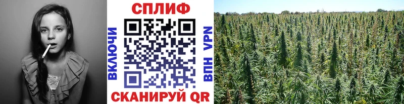 Шишки марихуана план  Иннополис 